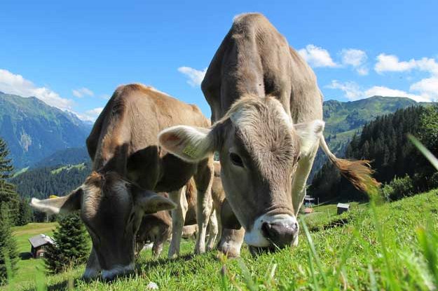LA ZOOTECNIA DI MONTAGNA PAGA A CARO PREZZO LA CRISI