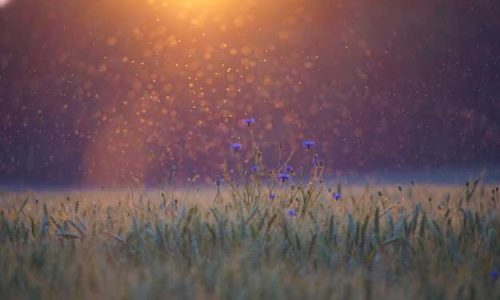 TRANSIZIONE ECOLOGICA, IL PIANO STRATEGICO PAC È TROPPO DEBOLE