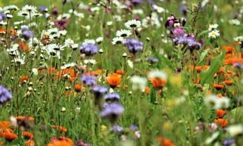 UN TOUR NELL’AGROBIODIVERSITÀ EUROPEA