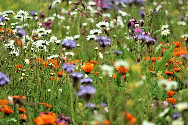 UN TOUR NELL’AGROBIODIVERSITÀ EUROPEA