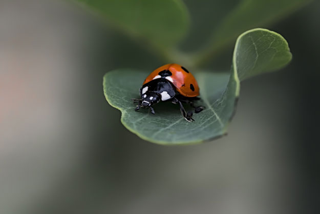 ASSOBIO E IAP CONTRO IL GREENWASHING