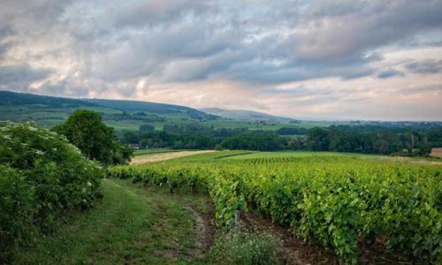 NASCE IL NUOVO BIODISTRETTO DEL PROSECCO