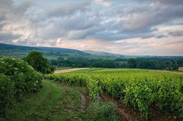 NASCE IL NUOVO BIODISTRETTO DEL PROSECCO