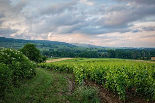 NASCE IL NUOVO BIODISTRETTO DEL PROSECCO