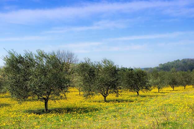 UN MILIONE DI OLIVI BIO ENTRO 2030