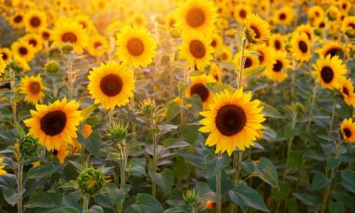 GIRASOLE BIO, COLTURA “DA REDDITO”