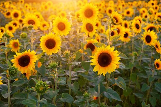 GIRASOLE BIO, COLTURA “DA REDDITO”