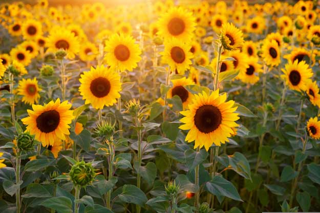 GIRASOLE BIO, COLTURA “DA REDDITO”