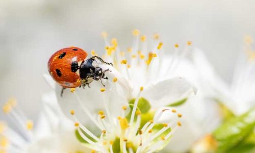 BIO, GODIAMOCI I DATI DEL 2021