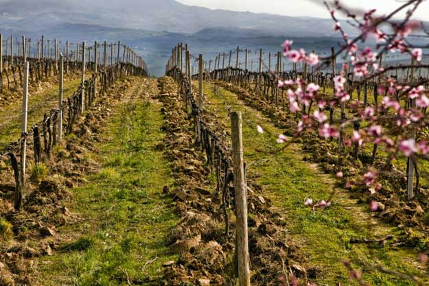 IL BIO FA BENE AL TERRITORIO  E ALLA QUALITÀ DEL BRUNELLO