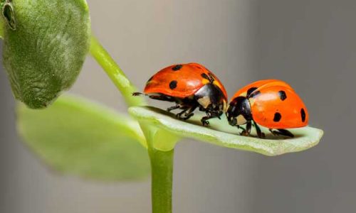 LA SVOLTA BIO DI AGROFARMA