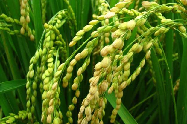 RISO IN BALIA DELLA SICCITÀ, UNA SOLUZIONE VIENE DAL BIO
