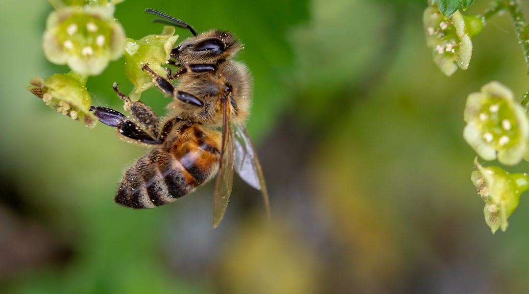 CRESCE IL VIGNETO BIO E AUMENTA LA PRESENZA DI API TRA I FILARI