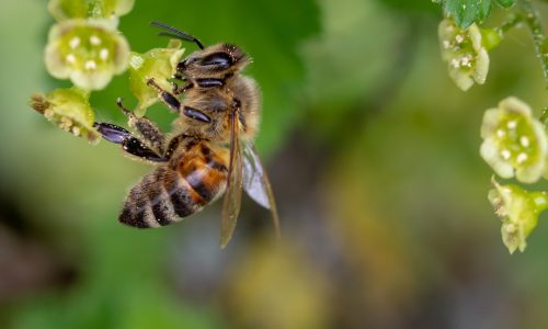 CRESCE IL VIGNETO BIO E AUMENTA LA PRESENZA DI API TRA I FILARI