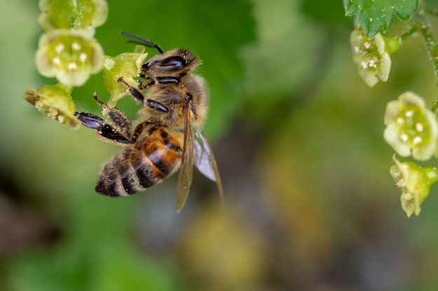 CRESCE IL VIGNETO BIO E AUMENTA LA PRESENZA DI API TRA I FILARI