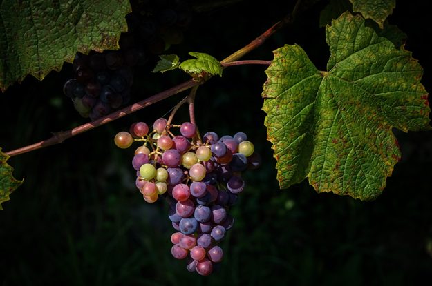 CRESCE IL VIGNETO BIO E PURE L’EXPORT