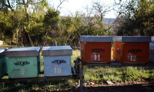 “NEL NOME DELL’APE”, L’IMPEGNO DI CASTELLO DI MELETO PER LA BIODIVERSITÀ