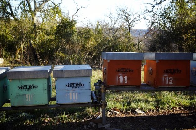 “NEL NOME DELL’APE”, L’IMPEGNO DI CASTELLO DI MELETO PER LA BIODIVERSITÀ
