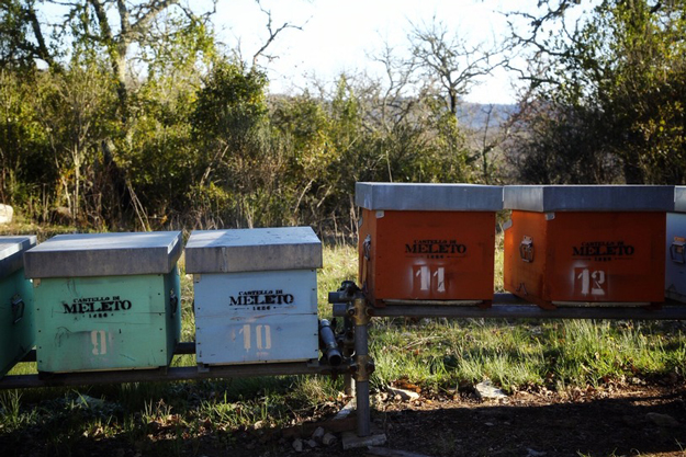 “NEL NOME DELL’APE”, L’IMPEGNO DI CASTELLO DI MELETO PER LA BIODIVERSITÀ