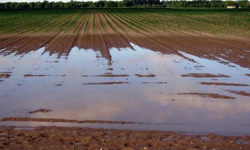 SERVE UN TAVOLO DI CRISI PER L’AGRICOLTURA BIO IN EMILIA-ROMAGNA