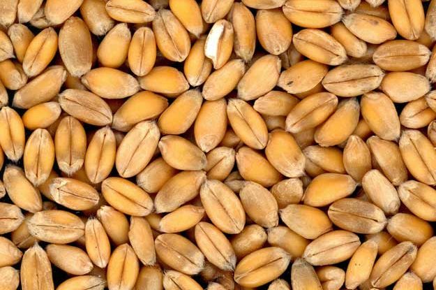 VIA AL PIANO NAZIONALE SEMENTI BIOLOGICHE