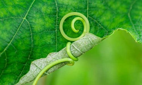 MARCHE, DOPO LA PERONOSPORA I VITICOLTORI BIO CHIEDONO SOSTEGNI STRAORDINARI