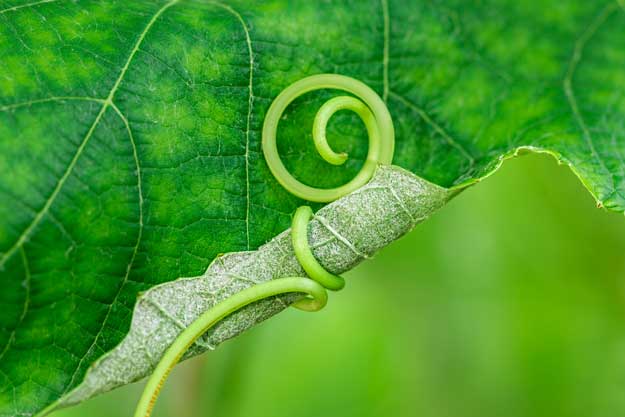 MARCHE, DOPO LA PERONOSPORA I VITICOLTORI BIO CHIEDONO SOSTEGNI STRAORDINARI