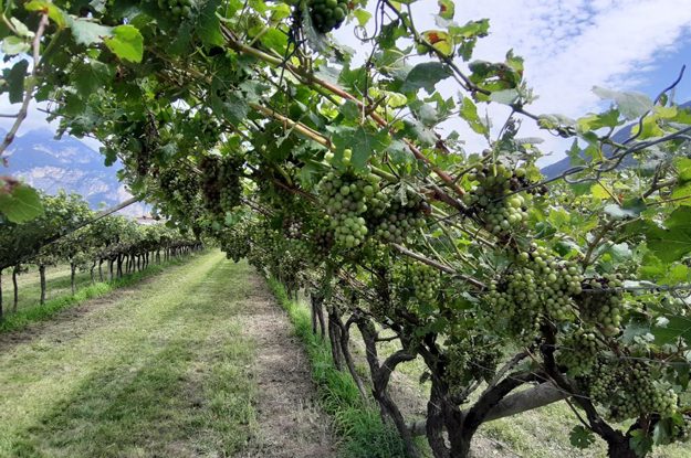 PERONOSPORA, LA CORRETTA DIFESA DEL VIGNETO BIO