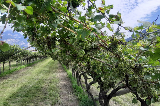 PERONOSPORA, LA CORRETTA DIFESA DEL VIGNETO BIO