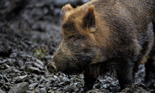 PESTE SUINA, ALTO LIVELLO DI ATTENZIONE IN LOMBARDIA