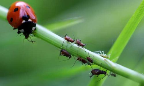 BIOCONTROLLO, UN COMPARTO PIENO DI IDEE