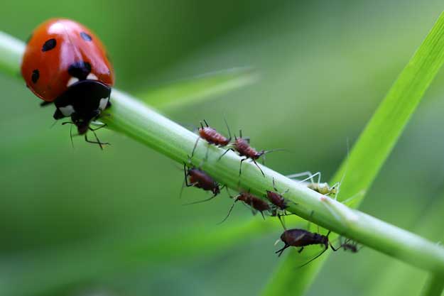 BIOCONTROLLO, UN COMPARTO PIENO DI IDEE