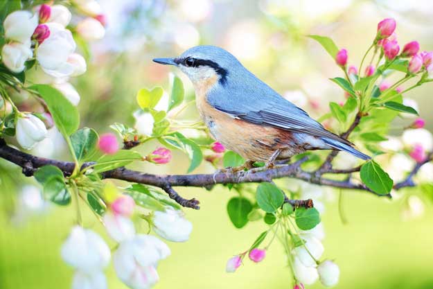 BIOLOGICO, UN TOCCASANA PER LA BIODIVERSITÀ