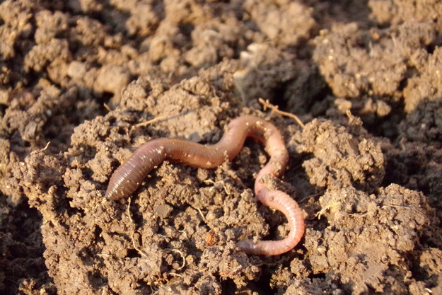 L’AGRICOLTURA BIO MIGLIORA LA FERTILITÀ E LA BIODIVERSITÀ DEL SUOLO