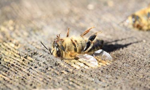 LEGAMBIENTE METTE I MULTIRESIDUI NEL MIRINO