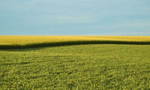 NUOVI OGM- BIO, SERVONO CHIARE REGOLE DI CONVIVENZA