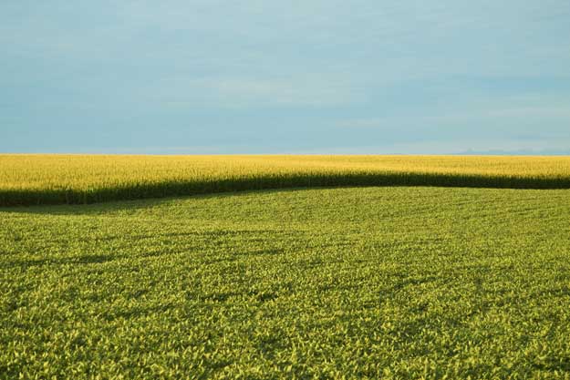 NUOVI OGM- BIO, SERVONO CHIARE REGOLE DI CONVIVENZA