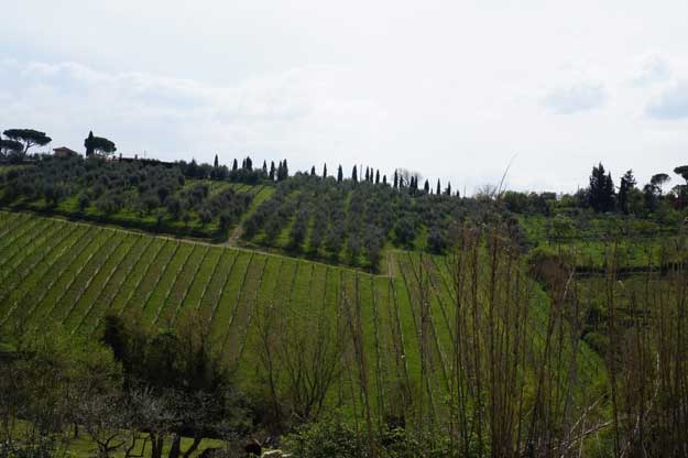 È BIOLOGICO IL 38% DEI VIGNETI DELLA TOSCANA