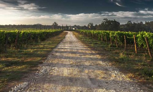 VALPOLICELLA SEMPRE PIÙ “GREEN”