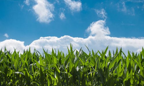 IL CORN BELT AMERICANO AFFRONTA LA SFIDA DELLA TRANSIZIONE AL BIO