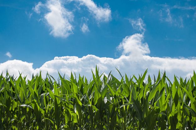 IL CORN BELT AMERICANO AFFRONTA LA SFIDA DELLA TRANSIZIONE AL BIO