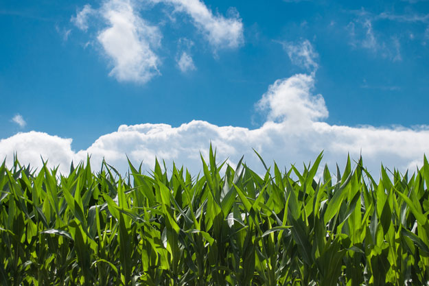 IL CORN BELT AMERICANO AFFRONTA LA SFIDA DELLA TRANSIZIONE AL BIO