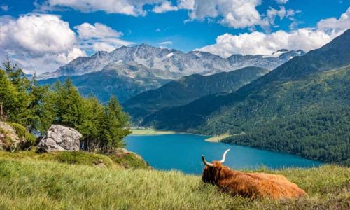 IN SVIZZERA IL BIOLOGICO CONTINUA A GUADAGNARE TERRENO