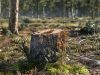 IL REGOLAMENTO UE SULLA DEFORESTAZIONE