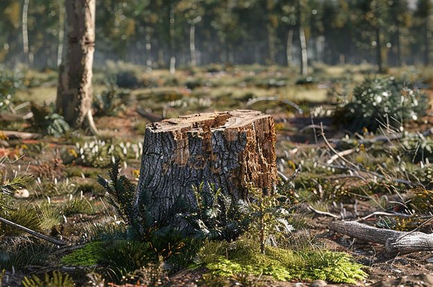 IL REGOLAMENTO UE SULLA DEFORESTAZIONE