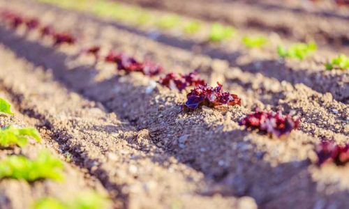 SPAGNA, ARRIVA LA SEMANA BIO 2024