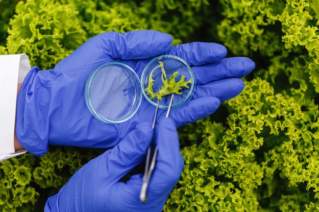 MICROCAPSULE BIOATTIVE E “AUTOSTRADE FUNGINE”: NUOVE STRATEGIE PER CONTRASTARE I PATOGENI DEL SUOLO
