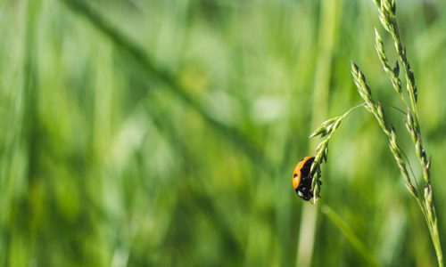 AGRICOLTURA BIOLOGICA: +95% DI BIODIVERSITÀ NELLA FLORA E FORTE IMPATTO SU UCCELLI E IMPOLLINATORI