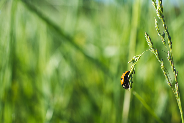 AGRICOLTURA BIOLOGICA: +95% DI BIODIVERSITÀ NELLA FLORA E FORTE IMPATTO SU UCCELLI E IMPOLLINATORI