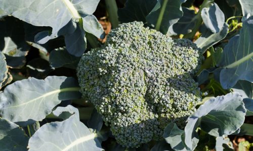 BROCCOLI SICILIANI IN AGRICOLTURA BIOLOGICA: LE VARIETÀ LOCALI SUPERANO GLI IBRIDI PER RESA E SOSTENIBILITÀ